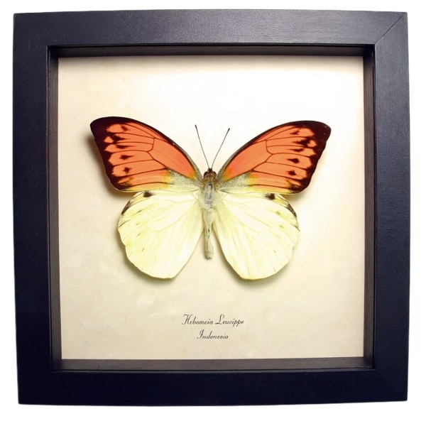 Vibrant Sulpher Butterfly Hebomoia leucippe Framed Taxidermy Display