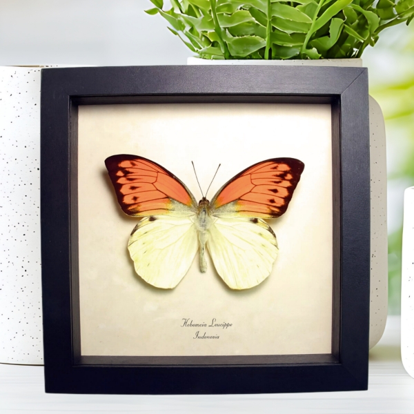 Vibrant Sulpher Butterfly Hebomoia leucippe Framed Taxidermy Display