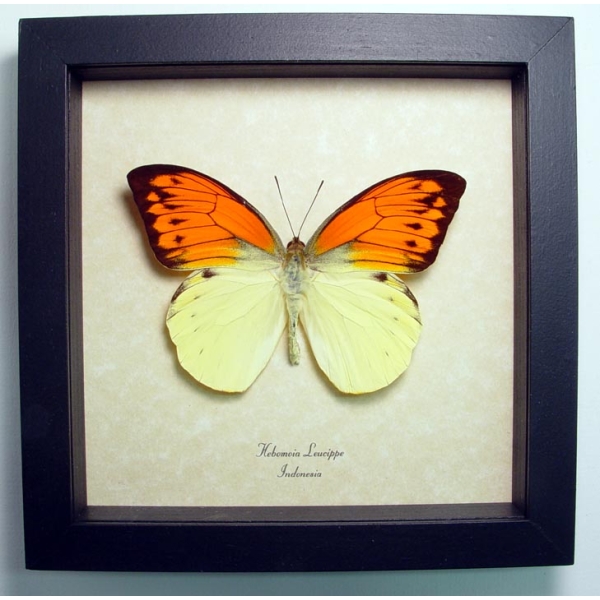 Hebomoia leucippe Vibrant Sulpher Framed Butterfly Taxidermy Display