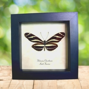 Heliconius Charithonia Zebra Longwing Butterfly Framed Taxidermy Display