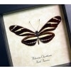Heliconius Charithonia Zebra Longwing Butterfly Framed Taxidermy Display