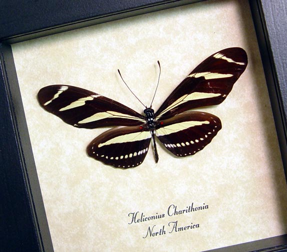 Heliconius Charithonia Zebra Longwing Butterfly Designs USA Real