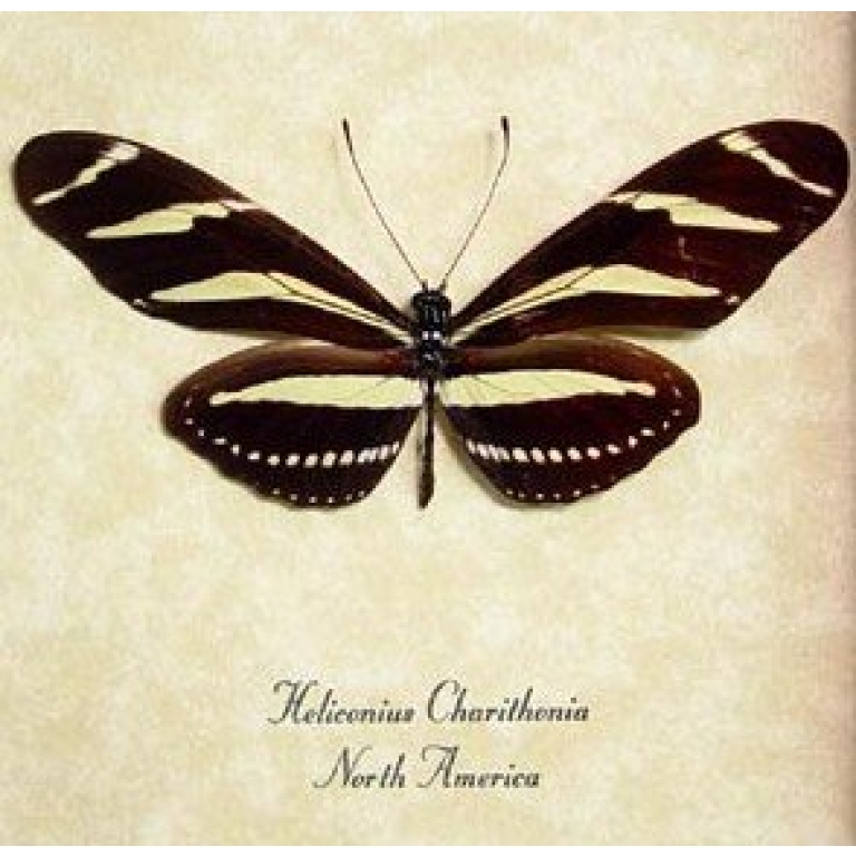 Heliconius Charithonia Zebra Longwing Butterfly Designs USA Real