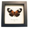 Framed Red Postman Butterfly Heliconius erato Taxidermy Display