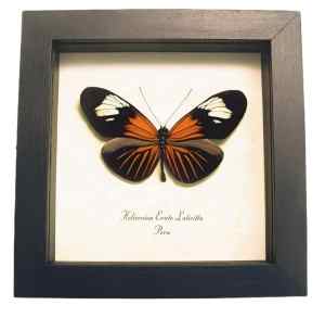 Framed Red Postman Butterfly Heliconius erato Taxidermy Display