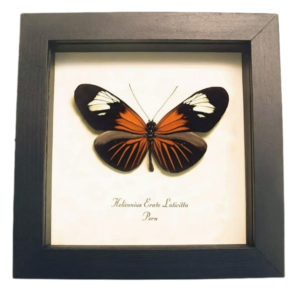 Framed Red Postman Butterfly Heliconius erato Taxidermy Display