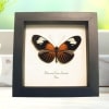 Framed Red Postman Butterfly Heliconius erato Taxidermy Display