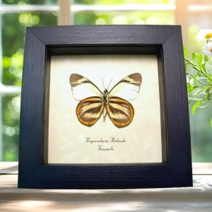 Orange White Butterfly Hesperocharis hirlanda Framed Taxidermy Display