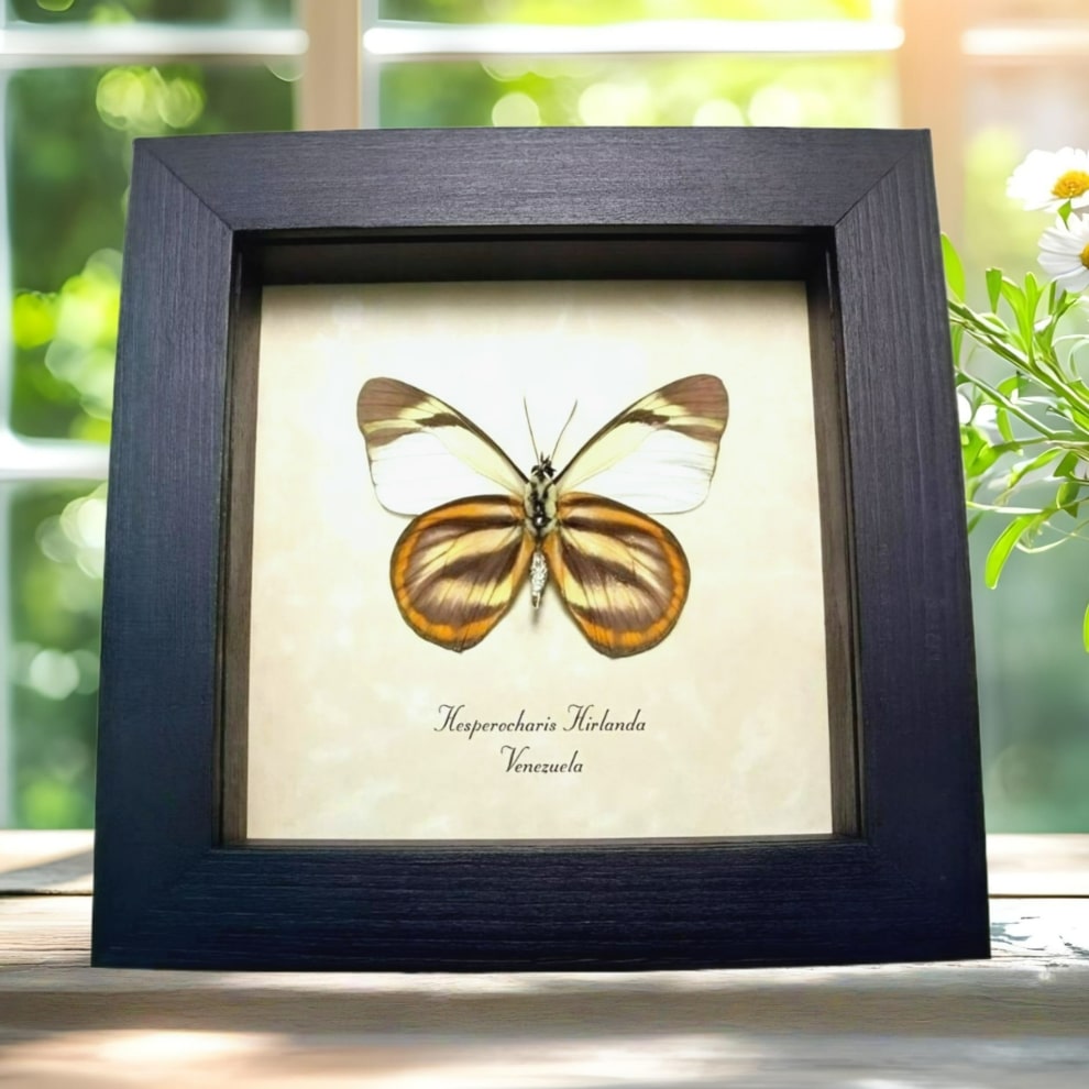 Orange White Butterfly Hesperocharis hirlanda Framed Taxidermy Display