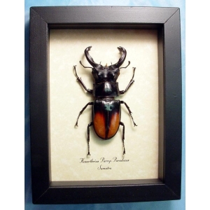 Hexarthrius parryi paradoxus Framed Stag Beetle Insect Taxidermy Display