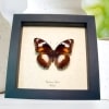 Blue Moon Framed Butterfly Hypolimnas bolina Female Taxidermy Display