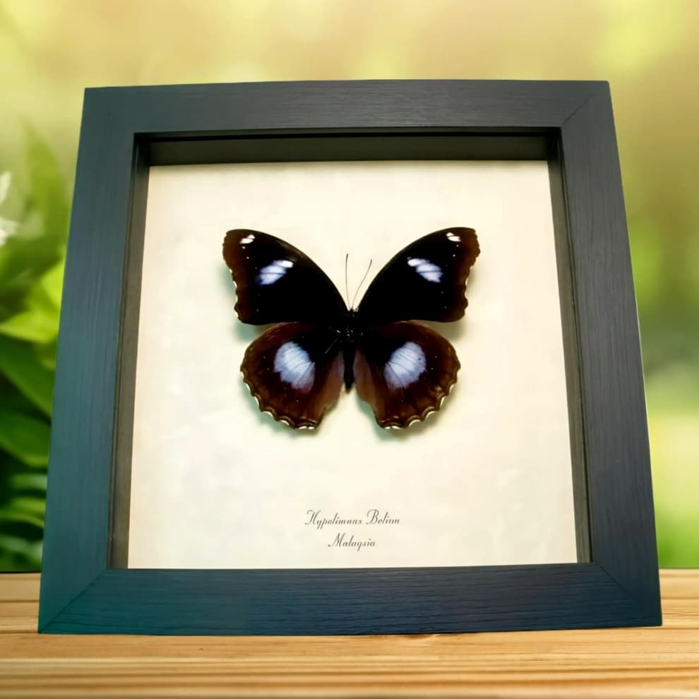 Blue Moon Butterfly Hypolimnas bolina ssp Framed Taxidermy Display
