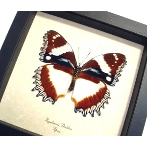 Hypolimnas dexithea Verso Madagascar Diadem Butterfly