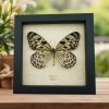 Real Framed Tree Nymph Butterfly Idea leuconoe Taxidermy Display