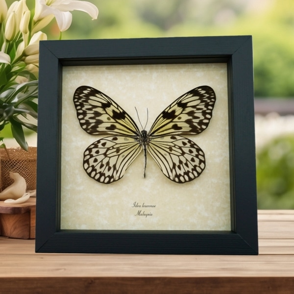 Real Framed Tree Nymph Butterfly Idea leuconoe Taxidermy Display