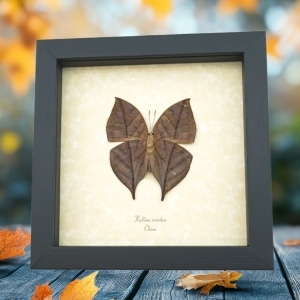 Dead Leaf Mimic Butterfly Kallima inachus verso Framed Taxidermy Display