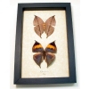 Kallima inachus Set Leaf Mimic Butterfly Set Framed Taxidermy Display