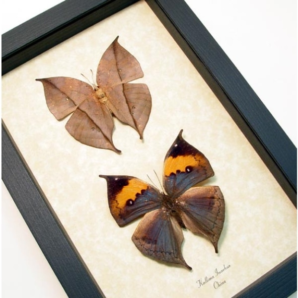 Kallima inachus Set Leaf Mimic Butterfly Set Framed Taxidermy Display