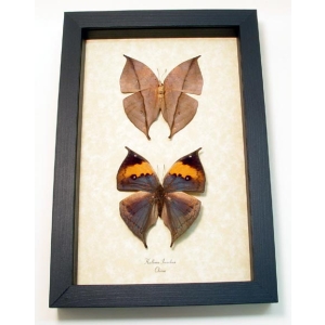 Kallima inachus Set Leaf Mimic Butterfly Set Framed Taxidermy Display