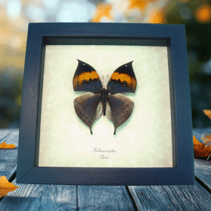 Kallima inachus Orange Oak Leaf Butterfly Framed Taxidermy Display