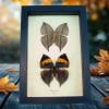 Leaf Mimic Butterfly Collection Kallima inachus Set Framed Taxidermy Display