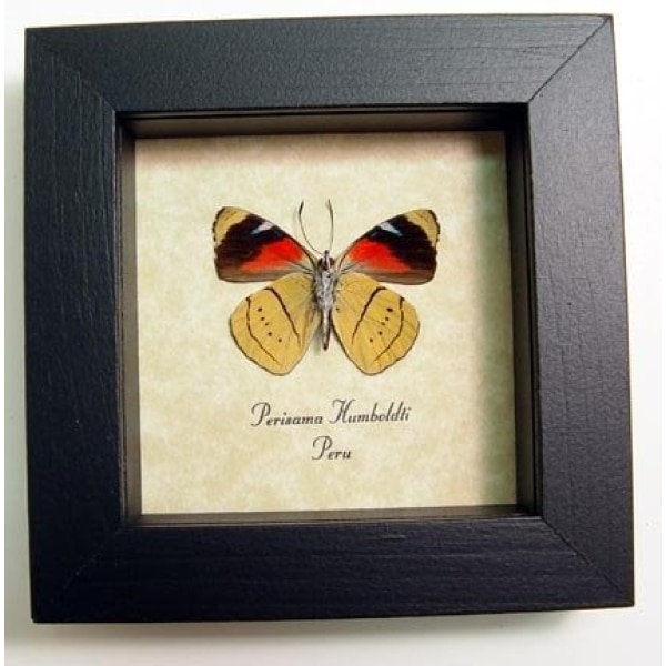 Perisama humboldti Verso Butterfly Orange Framed Taxidermy