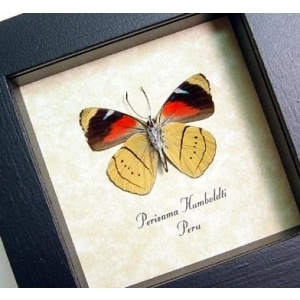 Perisama humboldti Verso Butterfly Orange Framed Taxidermy