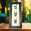 Beetle Collection Metallic Stag Beetles Lamprima adolphinae Set Framed Taxidermy Display