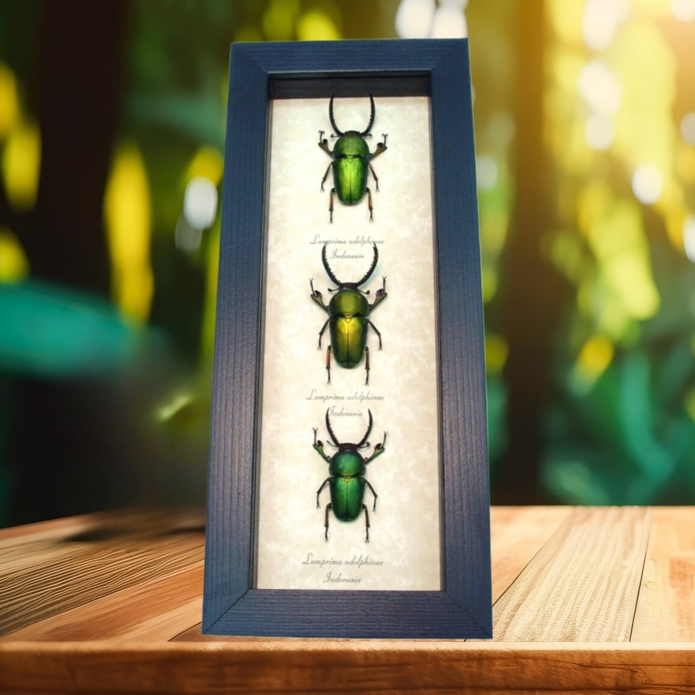 Beetle Collection Metallic Stag Beetles Lamprima adolphinae Set Framed Taxidermy Display