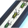 Beetle Collection Metallic Stag Beetles Lamprima adolphinae Set Framed Taxidermy Display