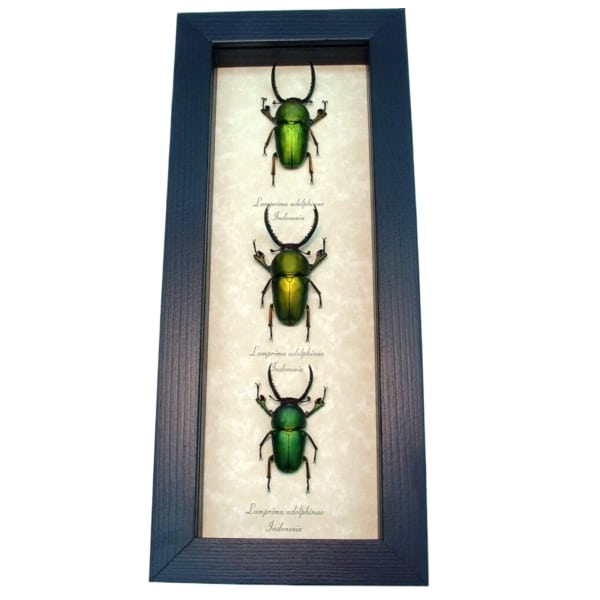 Beetle Collection Metallic Stag Beetles Lamprima adolphinae Set Framed Taxidermy Display