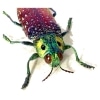 Lampropelpa rothschildi Madagascar Jewel Beetle Real Framed Taxidermy Display
