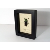 Lampropelpa rothschildi Madagascar Jewel Beetle Real Framed Taxidermy Display