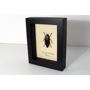 Lampropelpa rothschildi Madagascar Jewel Beetle Real Framed Taxidermy Display