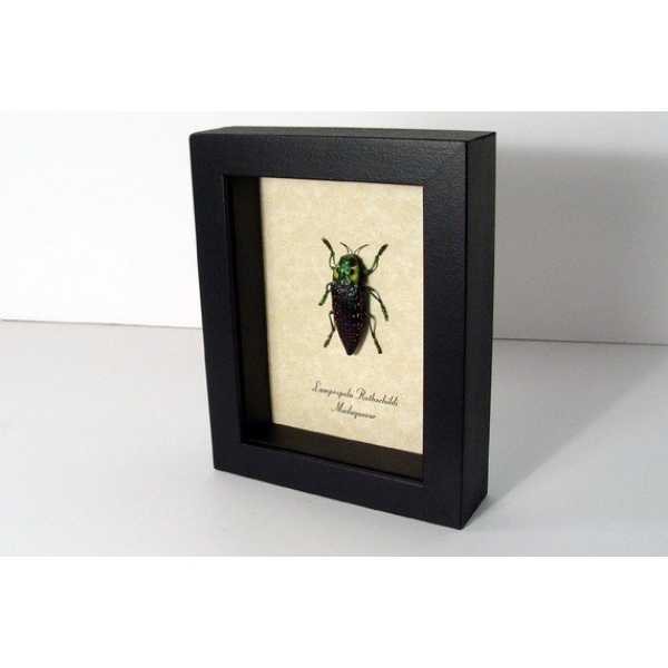 Lampropelpa rothschildi Madagascar Jewel Beetle Real Framed Taxidermy Display