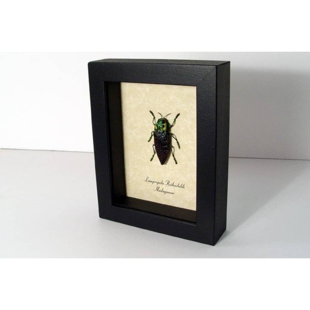 Lampropelpa rothschildi Madagascar Jewel Beetle Real Framed Taxidermy Display Lampropelpa rothschildi Madagascar Jewel Beetle Real Framed Taxidermy Display