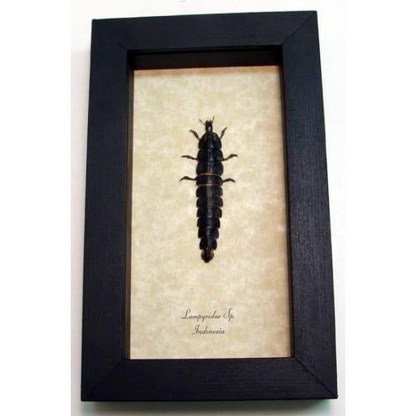 Lampyridae Firefly Larve Beetle Framed Taxidermy Display