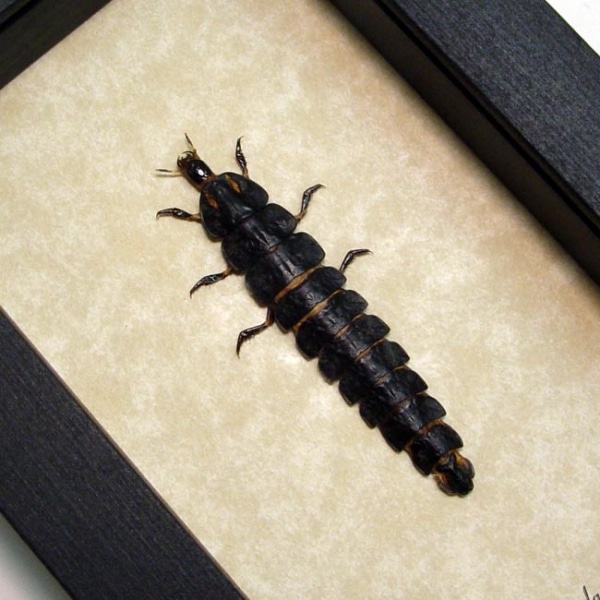 Lampyridae Firefly Larve Beetle Framed Taxidermy Display