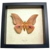 Real Framed African Silk Moth Lobobunaea Acetes Taxidermy Display