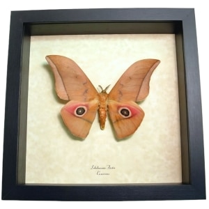 Real Framed African Silk Moth Lobobunaea Acetes Taxidermy Display