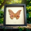 Real Framed African Silk Moth Lobobunaea Acetes Taxidermy Display