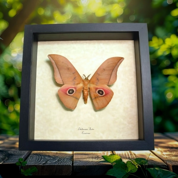 Real Framed African Silk Moth Lobobunaea Acetes Taxidermy Display Real Framed African Silk Moth Lobobunaea Acetes Taxidermy Display