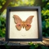 Real Framed African Silk Moth Lobobunaea Acetes Taxidermy Display