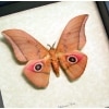 Real Framed Taxidermy Lobobunaea Acetes African Silk Moth