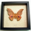 Real Framed Taxidermy Lobobunaea Acetes African Silk Moth