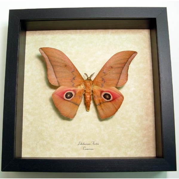 Real Framed Taxidermy Lobobunaea Acetes African Silk Moth