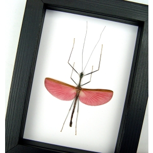 Marmessoidea Rosea Pink Winged Stick Insect Taxidermy Classic Black Display