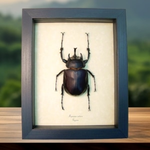 Real Framed Elephant Beetle Megasoma Acteon 75mm Taxidermy Display