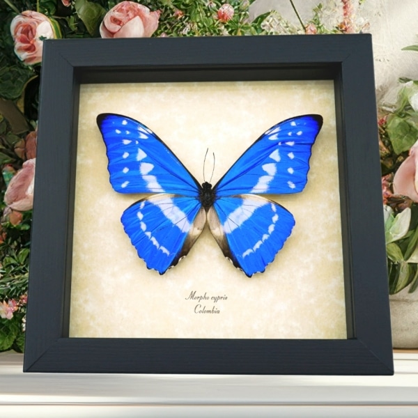 Morpho cypris Blue Morpho Butterfly Framed Taxidermy Display