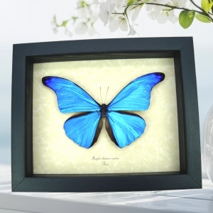 Morpho rhetenor cacica Blue Morpho Butterfly Framed Taxidermy Display